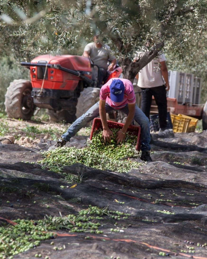 منزل الضيف بالما دي مونتيكارو  في Azienda Agricola Mandranova المظهر الخارجي الصورة