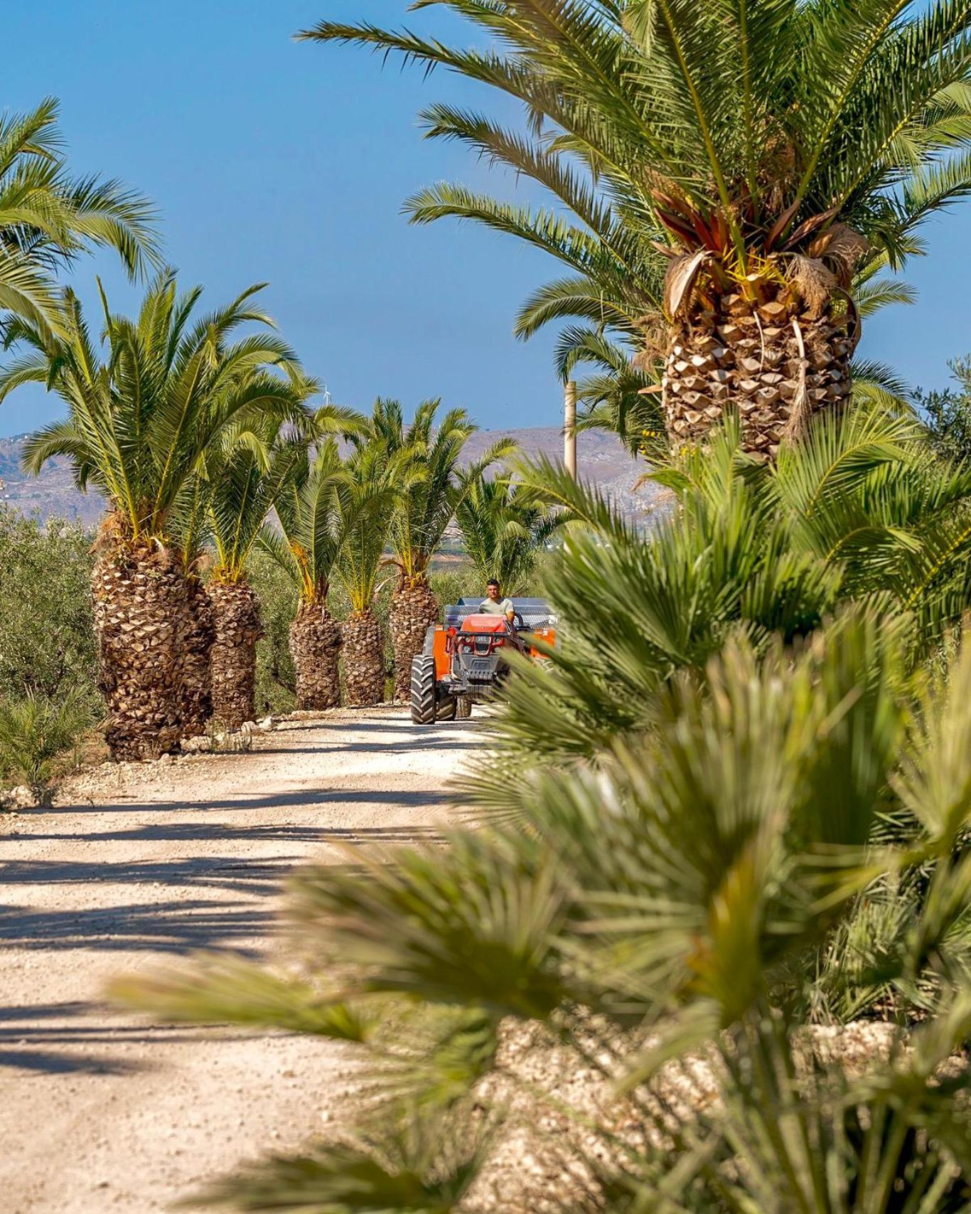 منزل الضيف بالما دي مونتيكارو  في Azienda Agricola Mandranova المظهر الخارجي الصورة